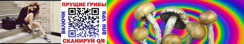 Купить  Лаишево  Псилоцибиновые грибы Cubensis 